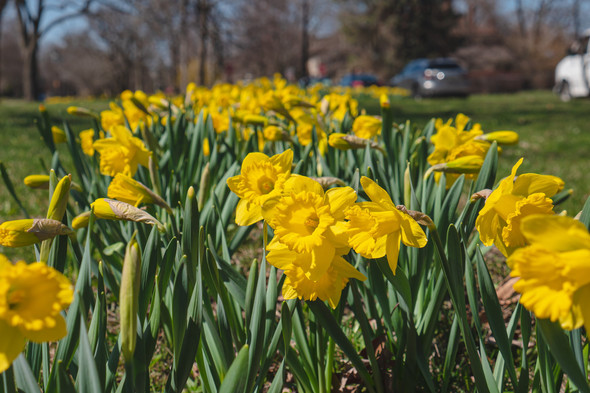 Daffodils4