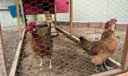 Chicken