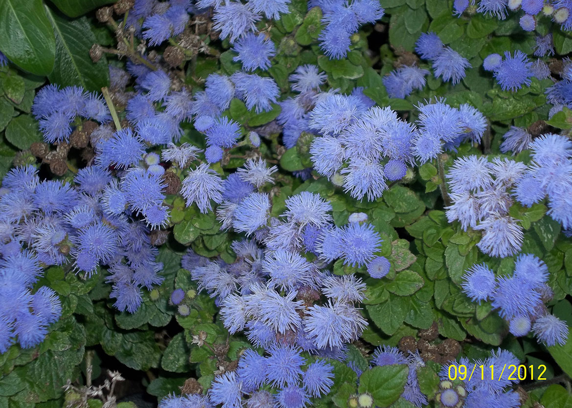 Blue floweers