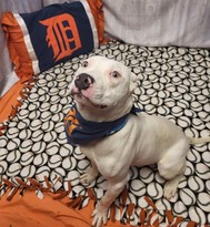 Miguel Cabrera, macho, 1 año, 1 mes. ¡Ganador de la Triple Corona! Súper dócil y gentil, no reactivo con otros animales, ¡listo para deslizarse en su base de operaciones!